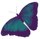 butterfly-right-background