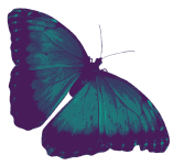 butterfly-left-background
